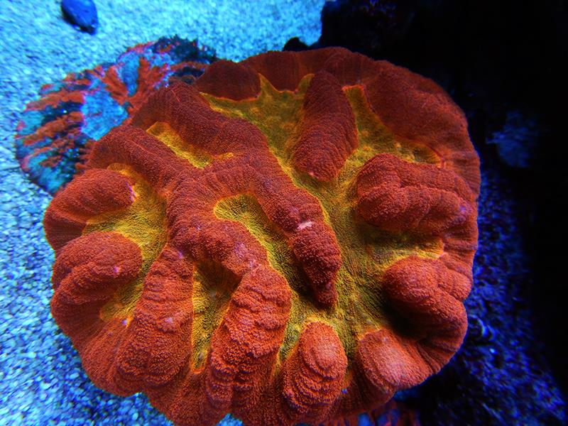 Mercanlar Ne Kadar Yaşar